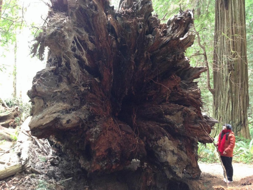 Redwood Inn Image 17